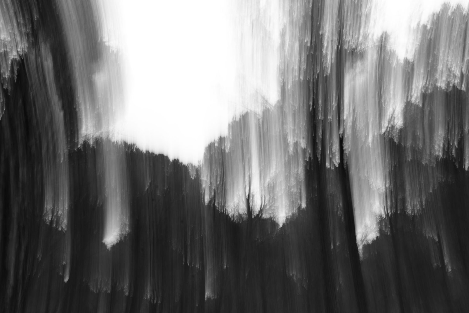 Bosque en blanco y negro con barrido vertical
